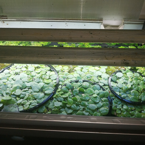 Vends/echanges Limnobium