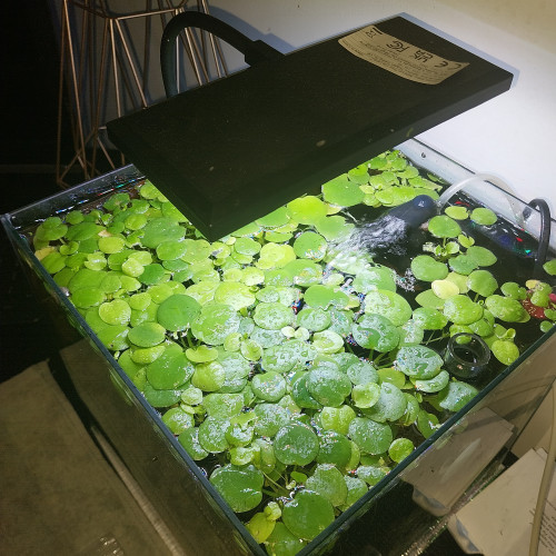 Vends/echanges Limnobium