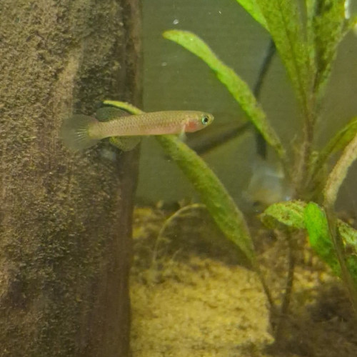 Femelle Killi cherche nouveau foyer