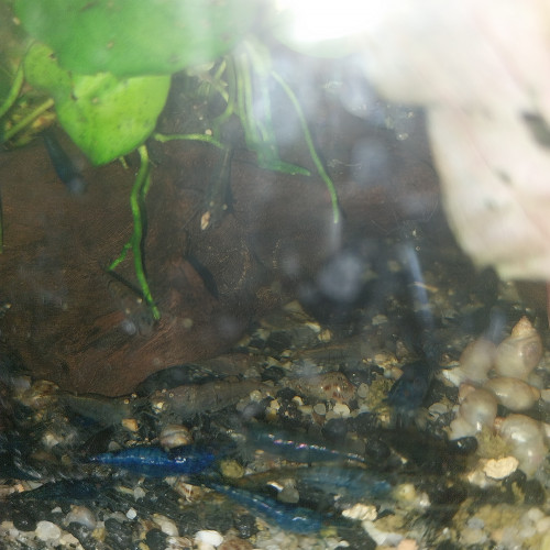 Vends Neocaridina Blue Velvet