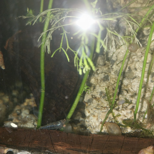 Crevettes Malawas (mini japonica)