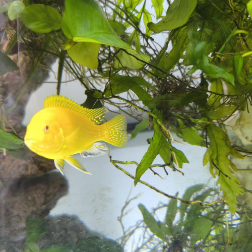 Labidochromis Caeruleus  LOT x5