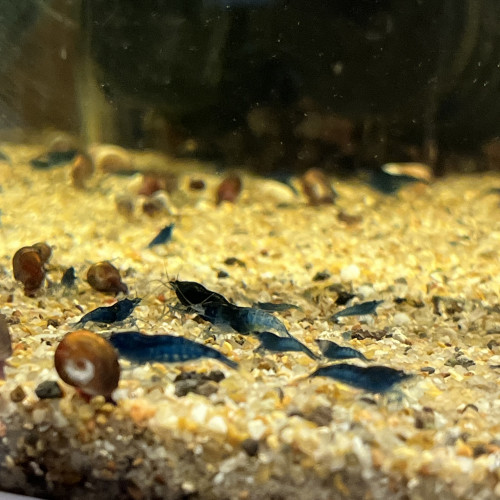 Crevettes Blue Dream / Carbon