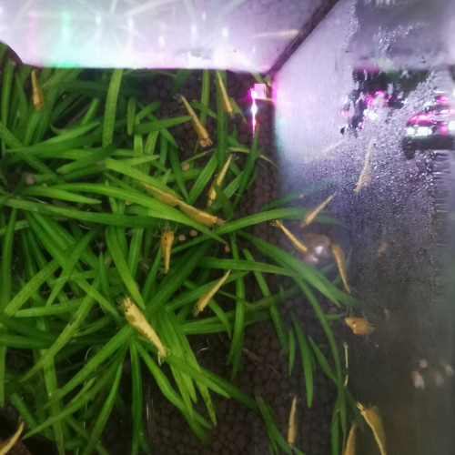 Crevette yellow neon