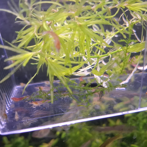 Crevettes Neocaridina déclassées