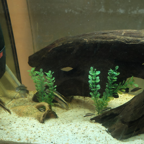 Donne pelmato pulcher