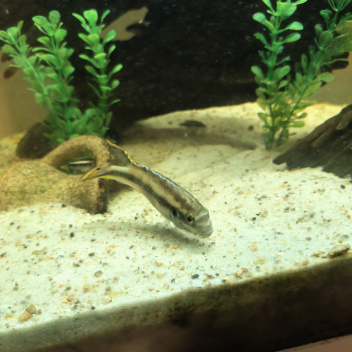 Donne pelmato pulcher