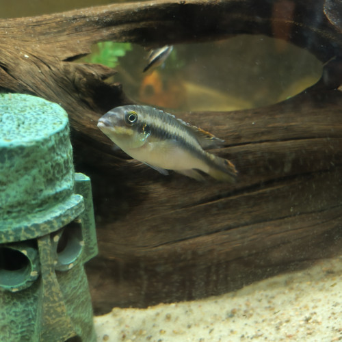 Donne pelmato pulcher