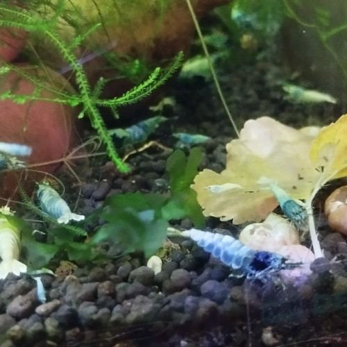 Caridina Taiwan bee Blue Bolt