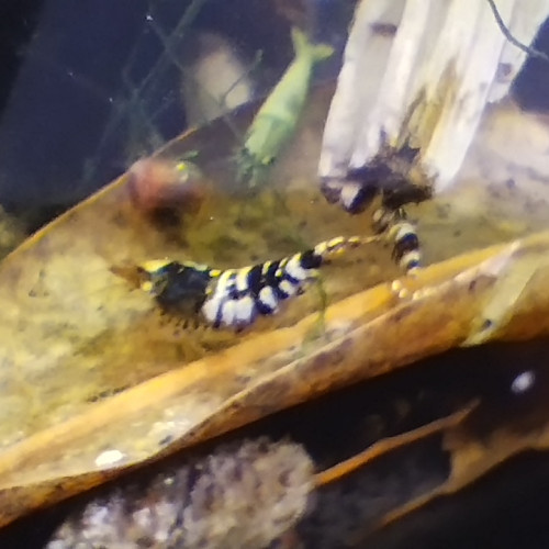 Caridina Taiwan bee mix