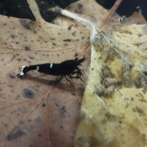 Caridina Taiwan bee mix