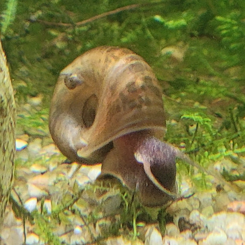 escargots planorbes aquarium eau douce