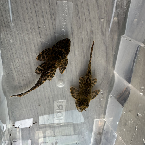 Pléco léopard