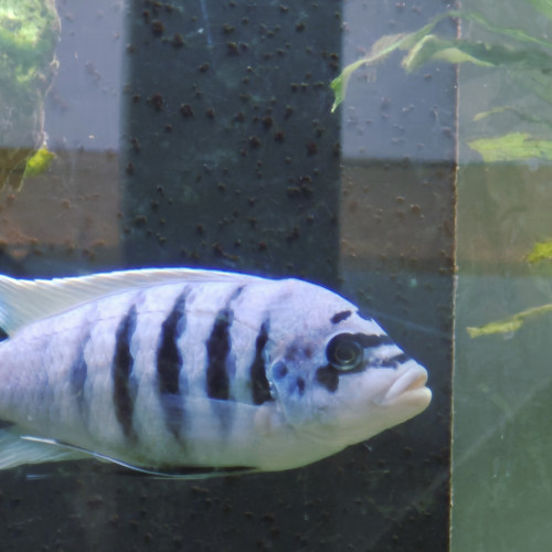 Donne pseudotropheus Maison reef