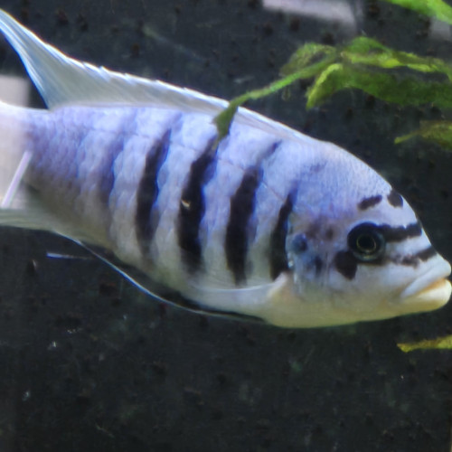 Donne pseudotropheus Maison reef