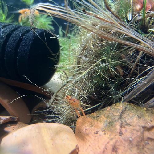 Ecrevisses  naines CPO (Orange)