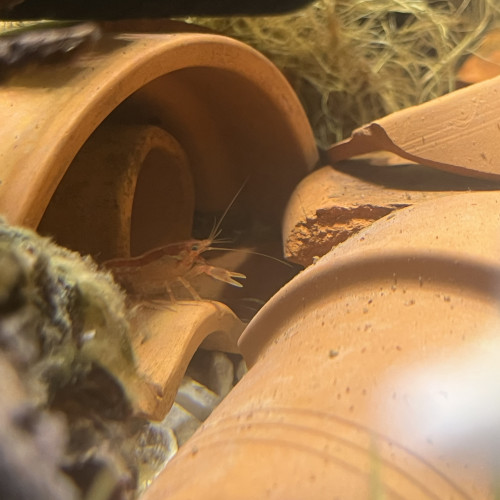 Ecrevisses  naines CPO (Orange)