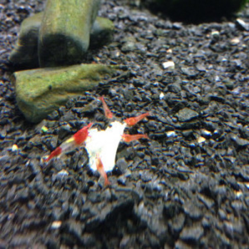 Crevettes Rili Red Kohaku