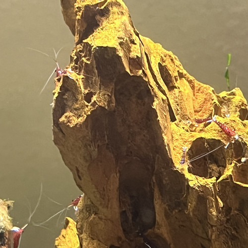 Sulawesi , crevette Caridina Dennerli