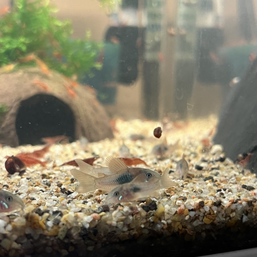 Corydoras Aeneus