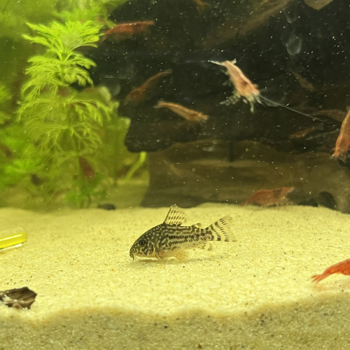Corydoras Sterbai
