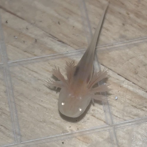 Axolots gold ou rose