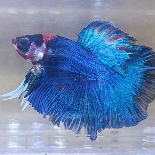 Amour - betta splendens
