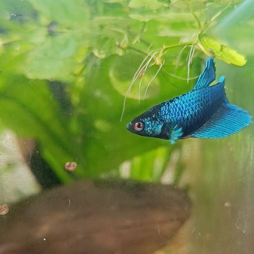 Aspic - betta splendens