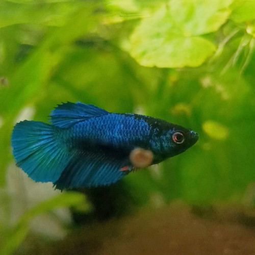 Aspic - betta splendens