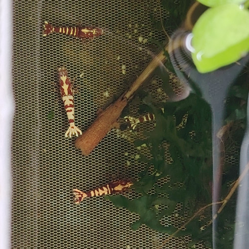 Crevettes gènes fishbone galaxies déclassées