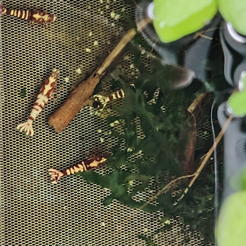 Crevettes gènes fishbone galaxies déclassées