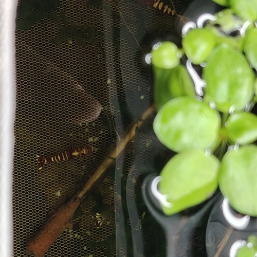 Crevettes gènes fishbone galaxies déclassées