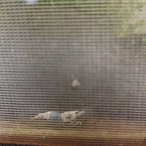 Crevettes  blues déclassées