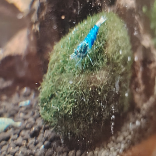 Crevettes  blues déclassées