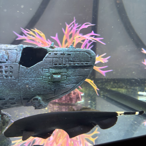 Donne poisson couteau