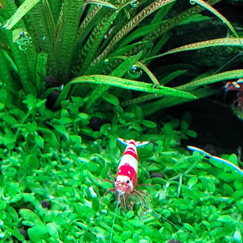 Caridina Cantonensis Red Crystal CRS