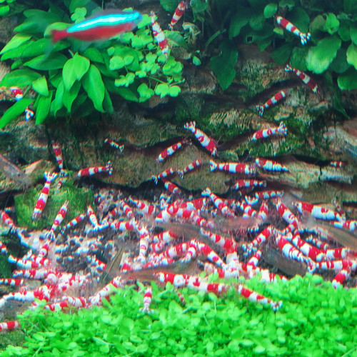 Caridina Cantonensis Red Crystal CRS