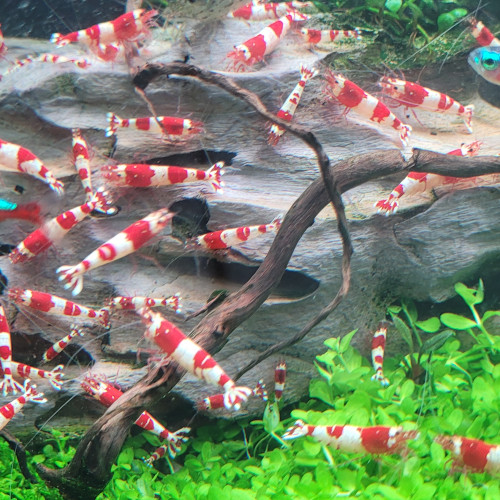 Caridina Cantonensis Red Crystal CRS
