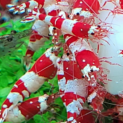 Caridina Cantonensis Red Crystal CRS