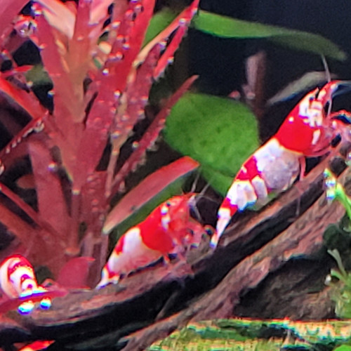 Caridina Cantonensis Red Crystal CRS