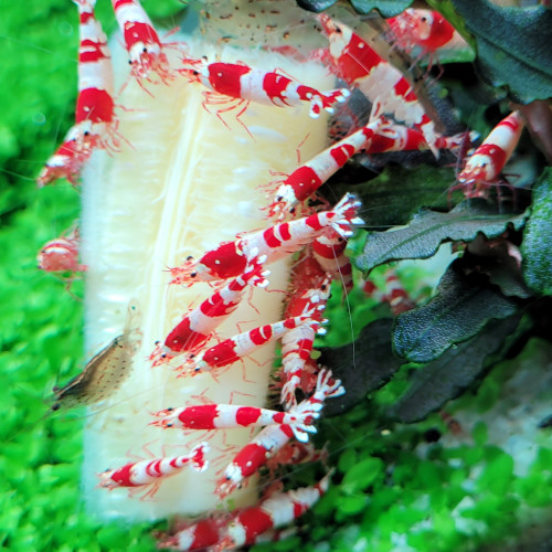 Caridina Cantonensis Red Crystal CRS