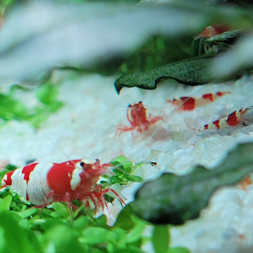 Caridina Cantonensis Red Crystal CRS