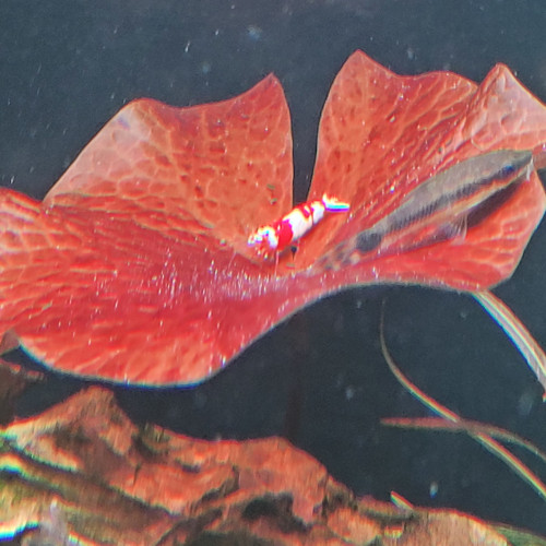 Caridina Cantonensis Red Crystal CRS