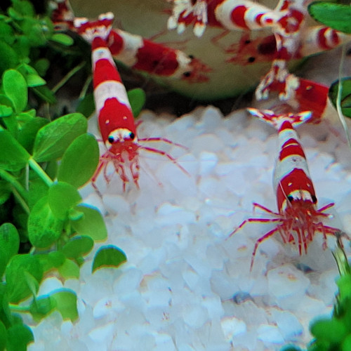 Caridina Cantonensis Red Crystal CRS
