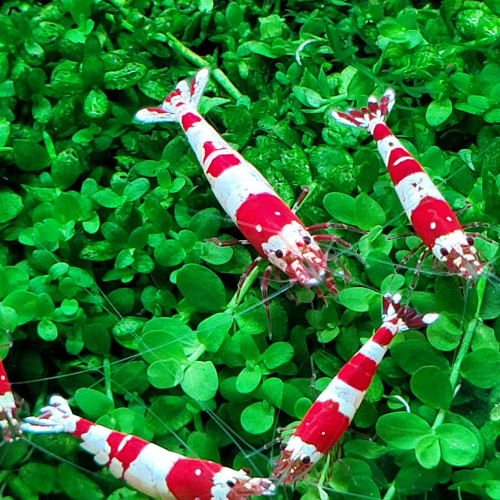 Caridina Cantonensis Red Crystal CRS