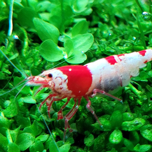 Caridina Cantonensis Red Crystal CRS