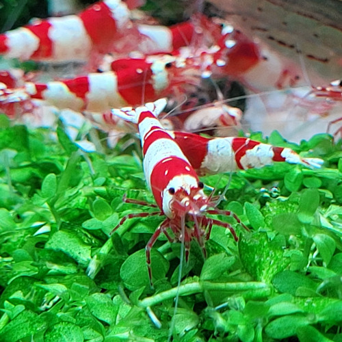 Caridina Cantonensis Red Crystal CRS