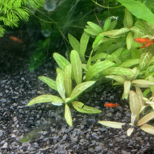 Bébés xipho porte épée