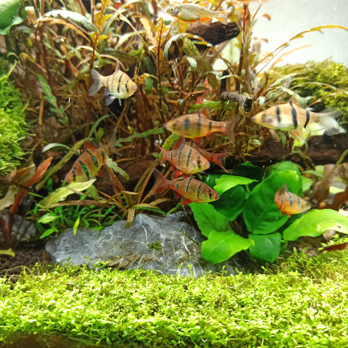 Barbus à cinq bandes