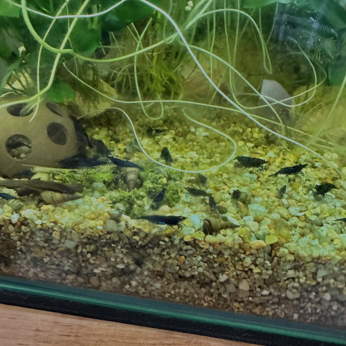 Neocaridina blue velvet